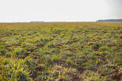 Midseason Rye 93261