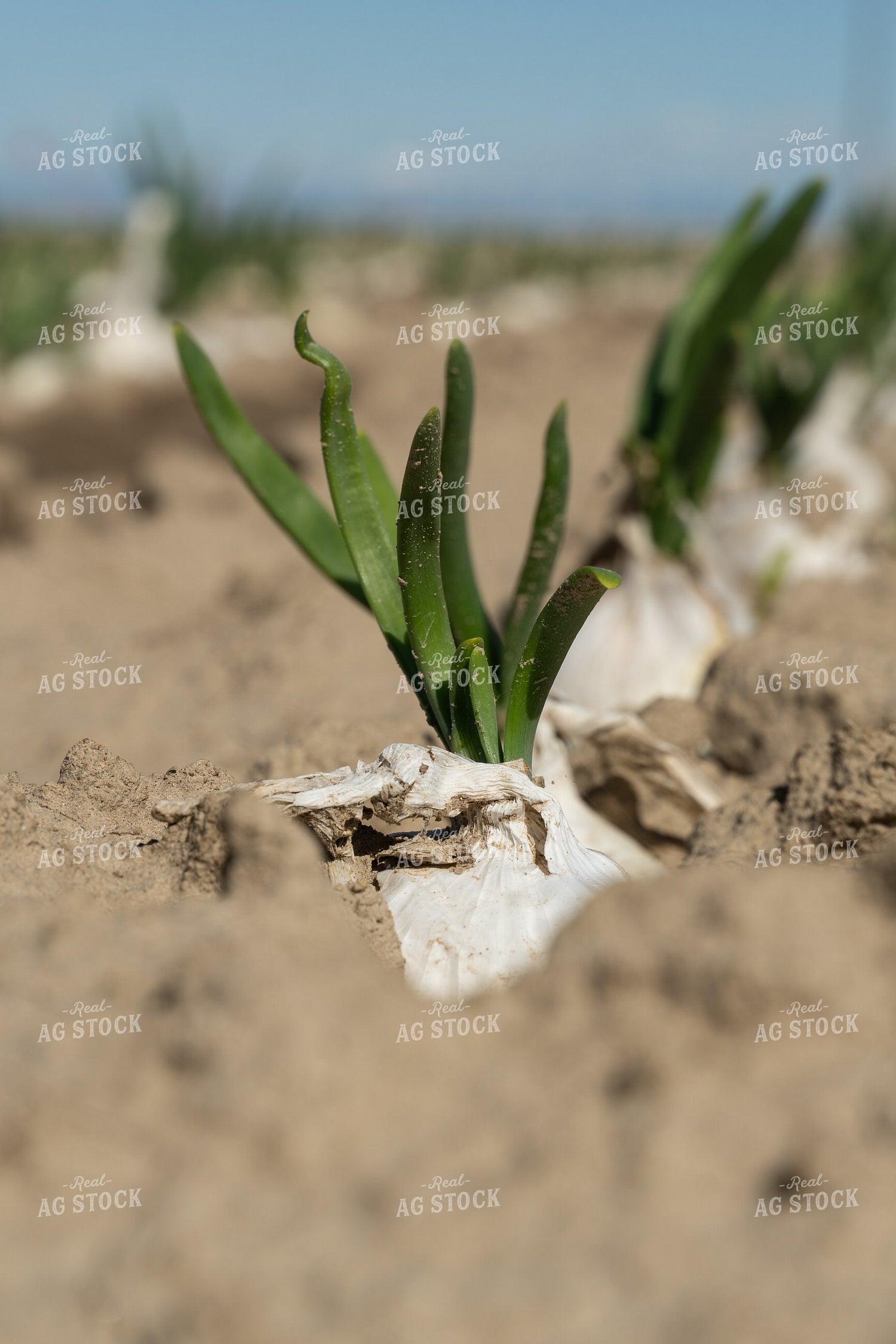 Onion Field 65665