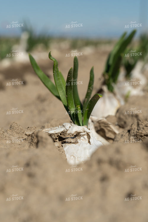 Onion Field 65665