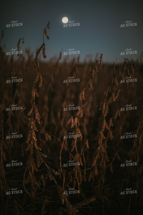 Soybean Field with Moon at Harvest 5186