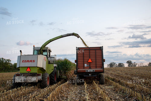 Silage Harvest 50241