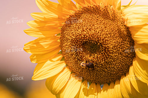 Bee on Sunflower 158008