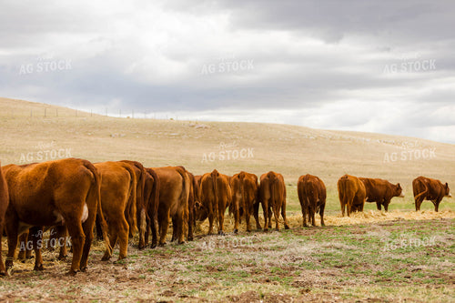 Cattle Eating Hay 97236