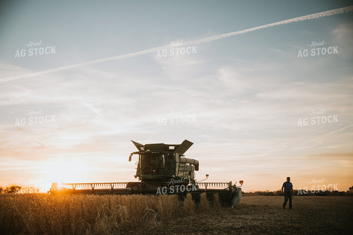 Soybean Harvest at Dusk 6997
