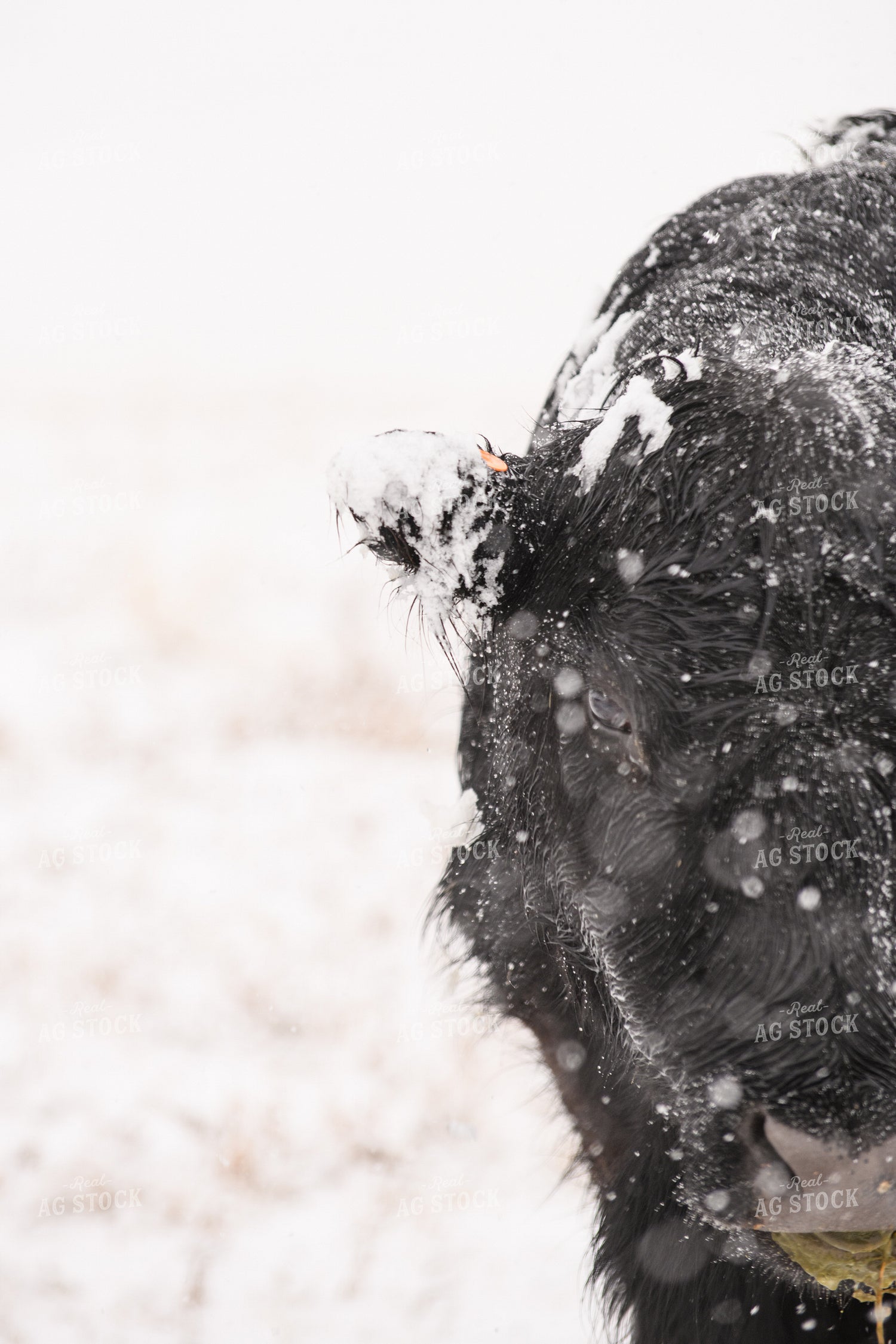 Angus Cow in Snow 51063