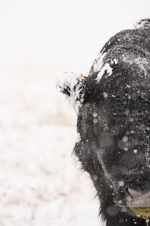 Angus Cow in Snow 51063