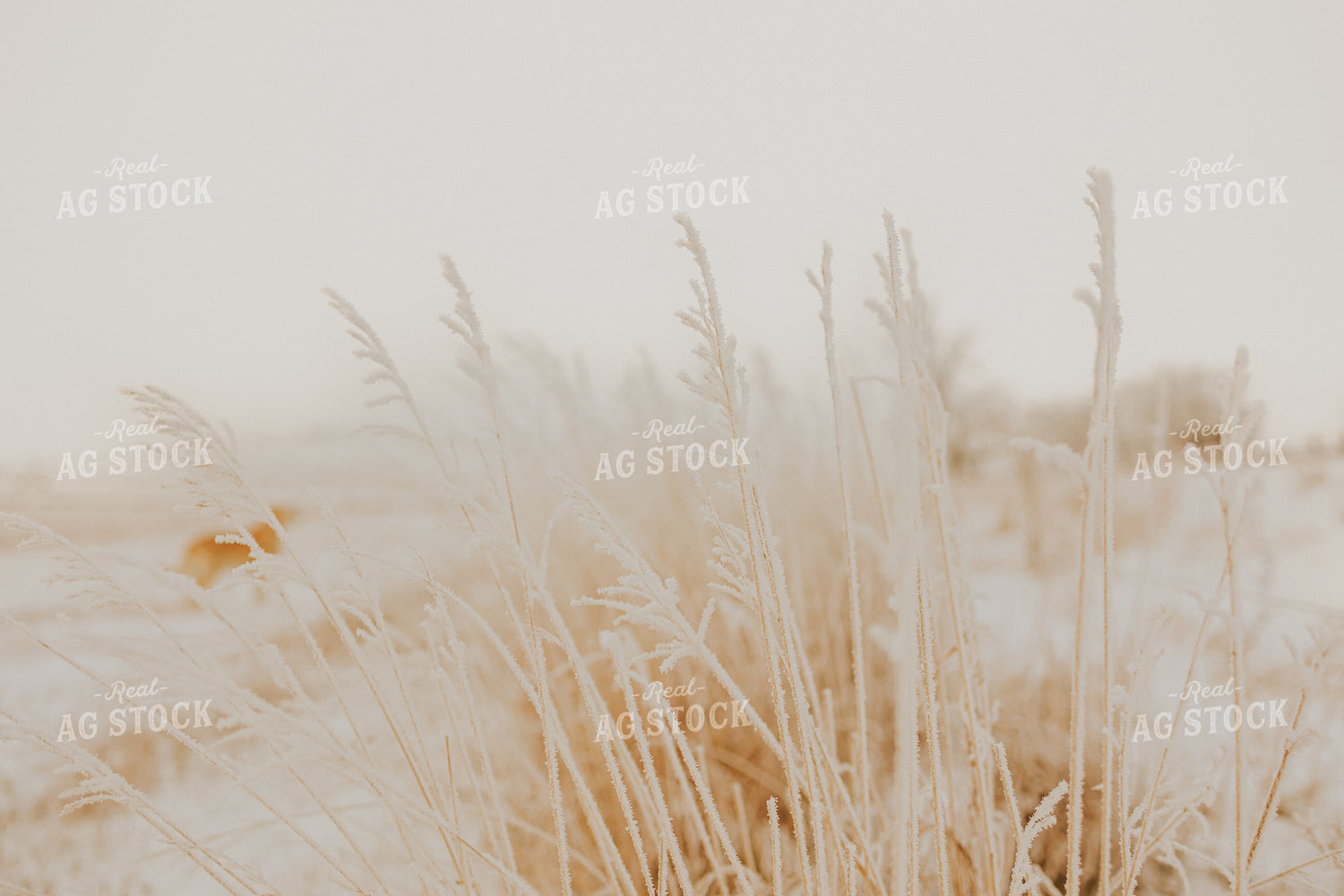 Frost on Grass 61158