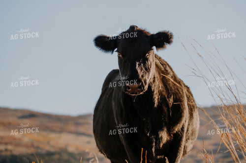 Black Angus Cattle 163017
