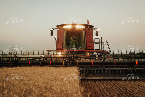 Wheat Harvest 83119