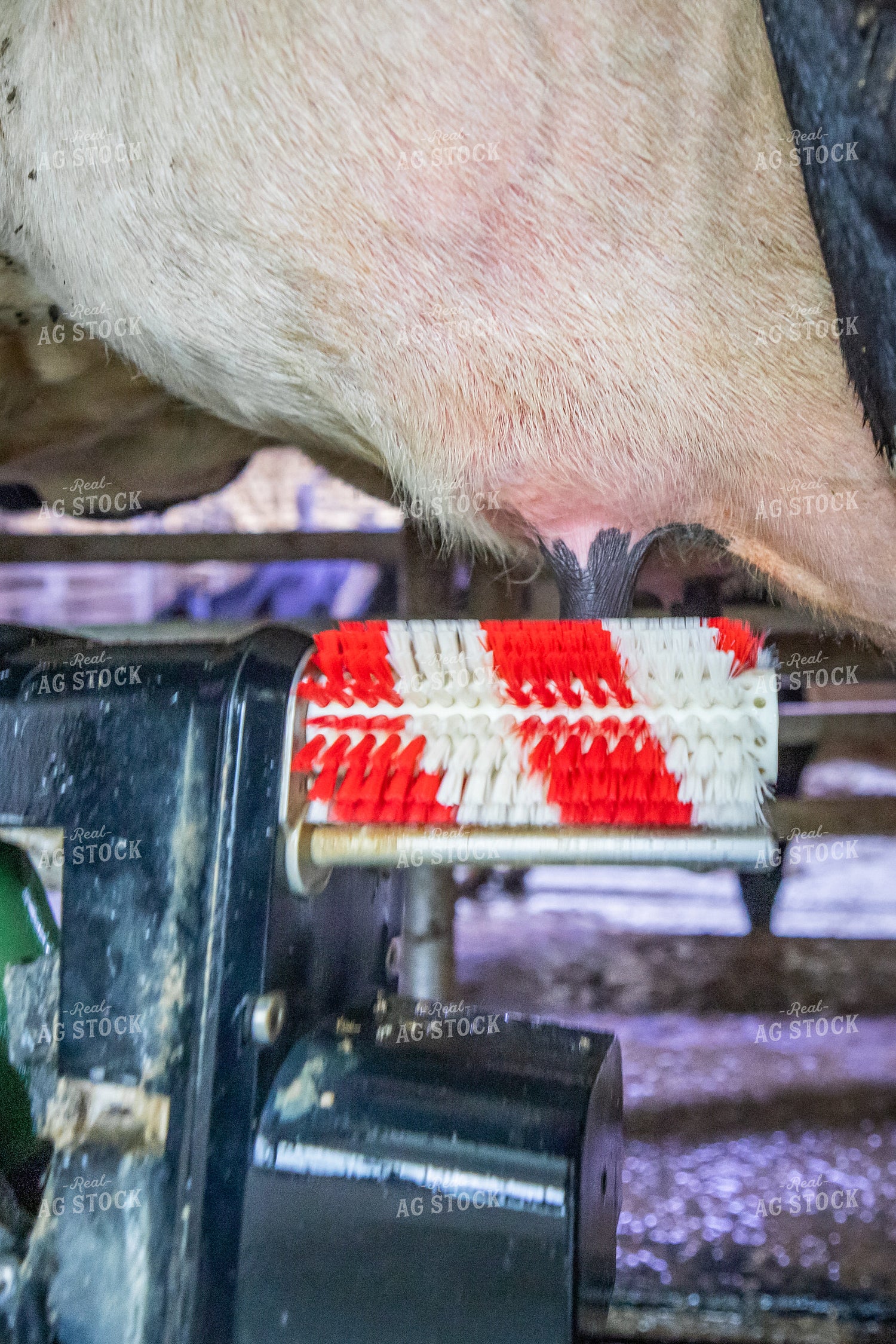 Robotic Milking Unit in Use 270140