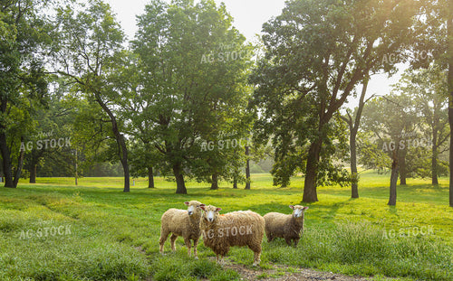 Sheep 261024
