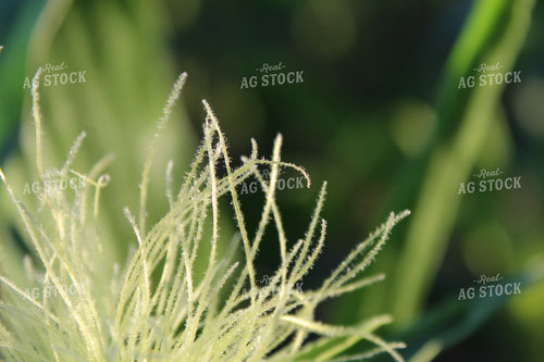 Corn Silks Up Close 104008
