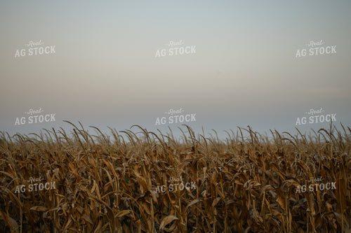 Dried Corn Field 59086