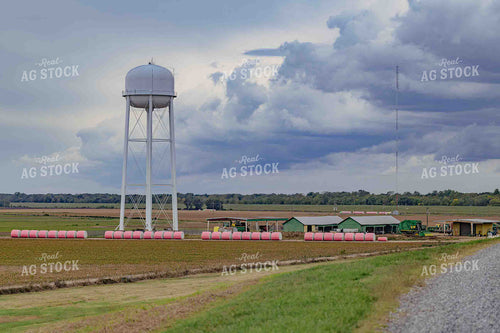 Harvested Cotton 291010