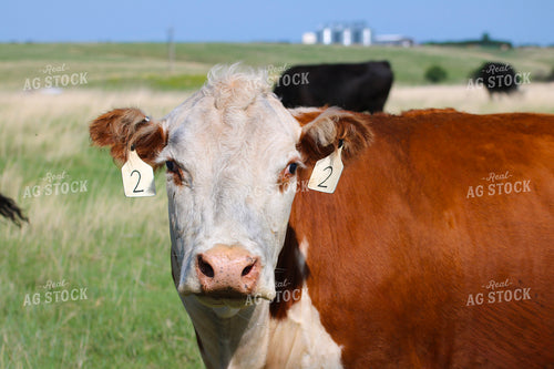 Hereford Cow 82526