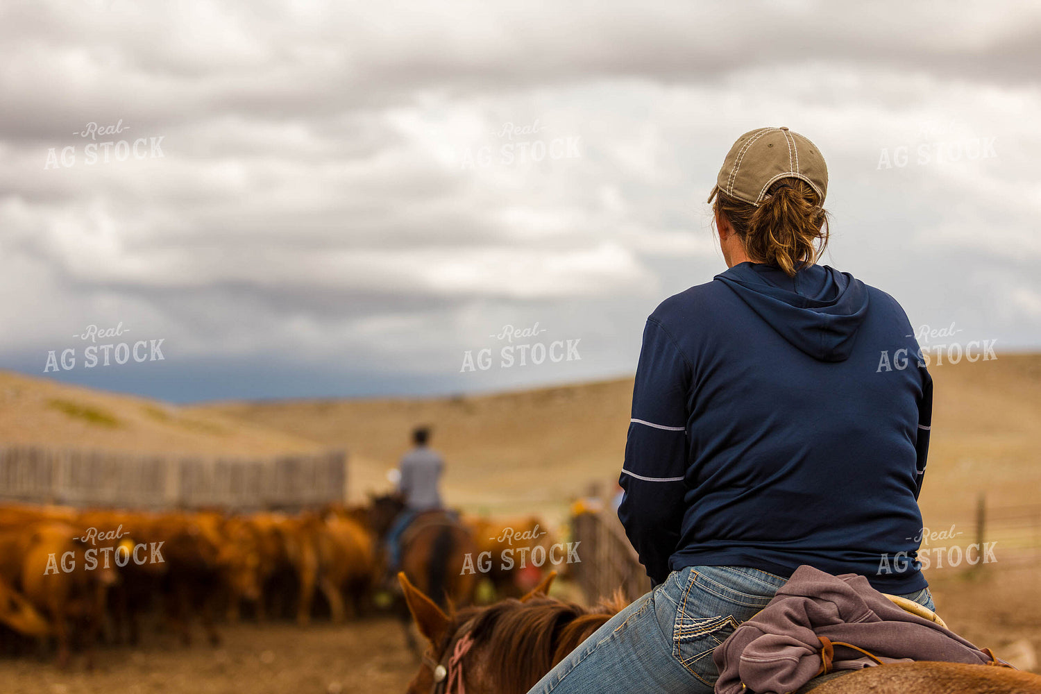 Ranchers Sorting Cattle 97226