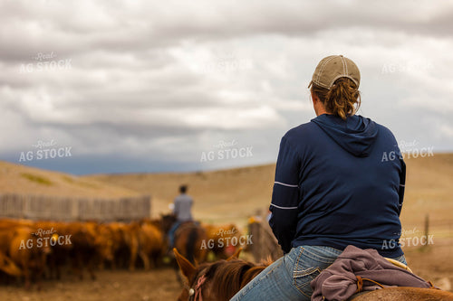 Ranchers Sorting Cattle 97226