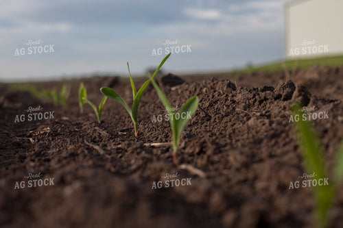 Corn - Early Growth 1125