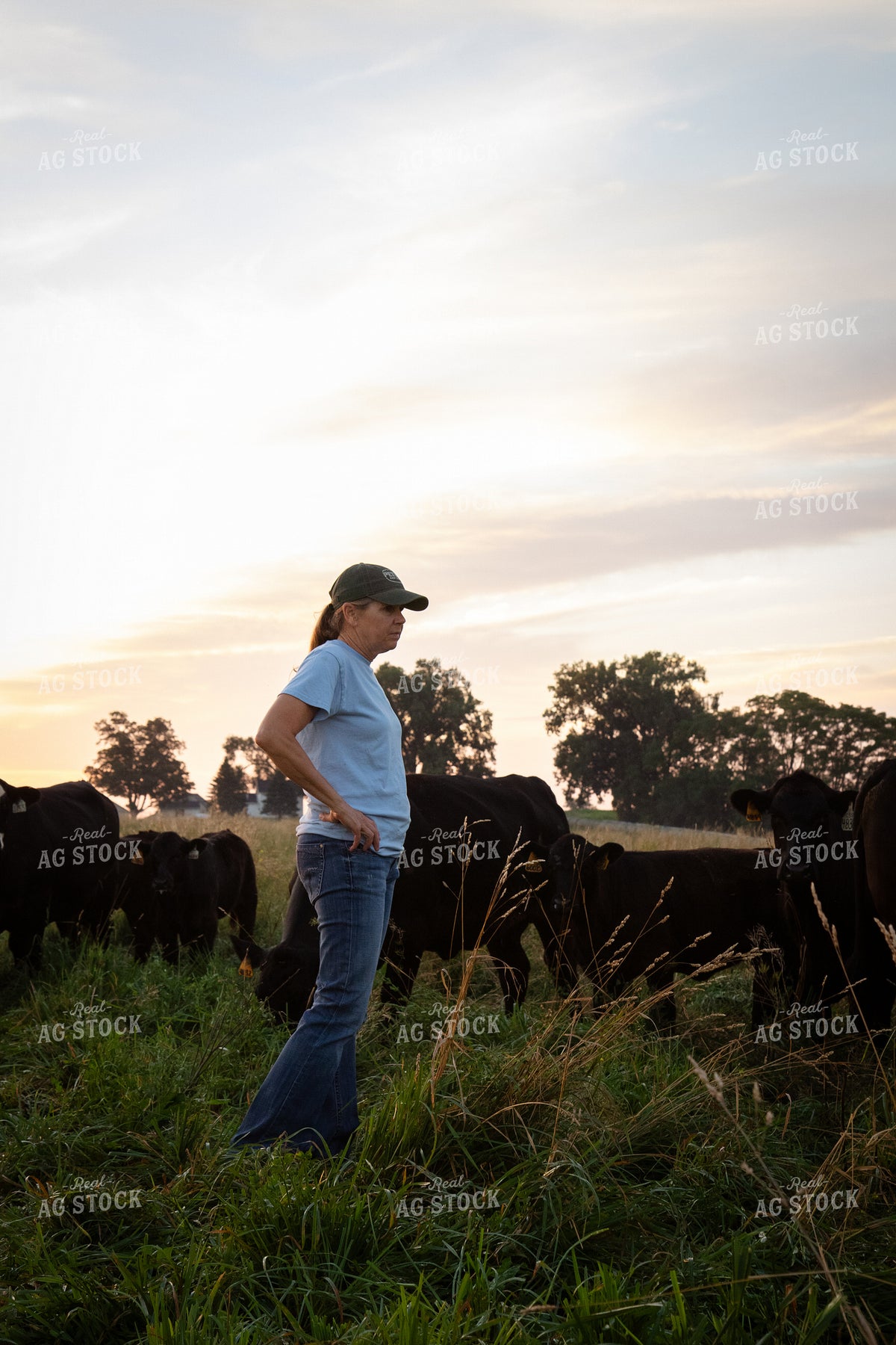 Checking Cattle on Pasture 268356