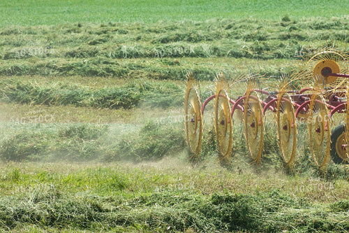 Raking Hay 145101