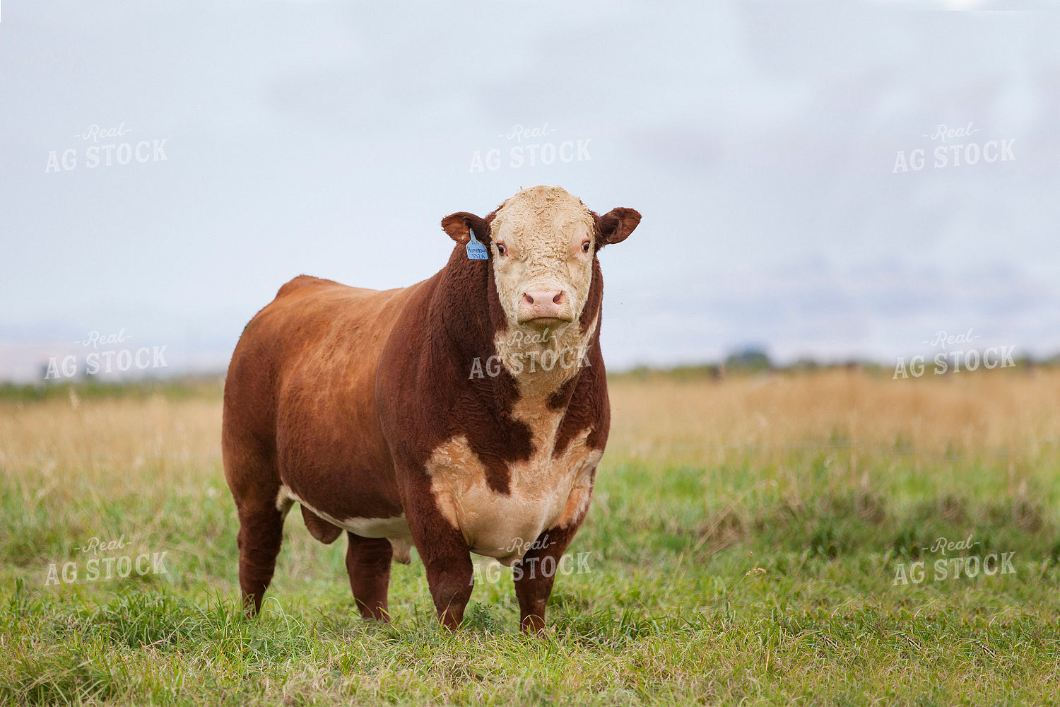 Hereford Bull in Pasture 81015