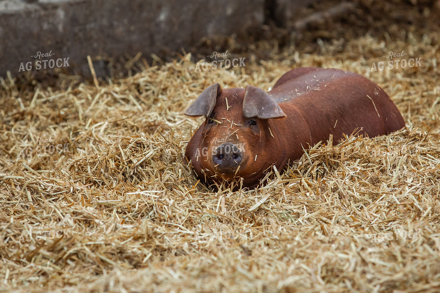 Indoor Pig 270534