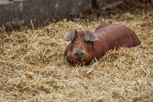 Indoor Pig 270534