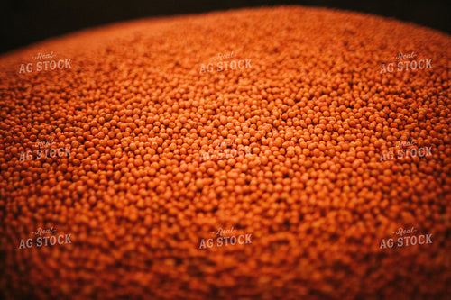 Treated Soybeans Close Up 5289