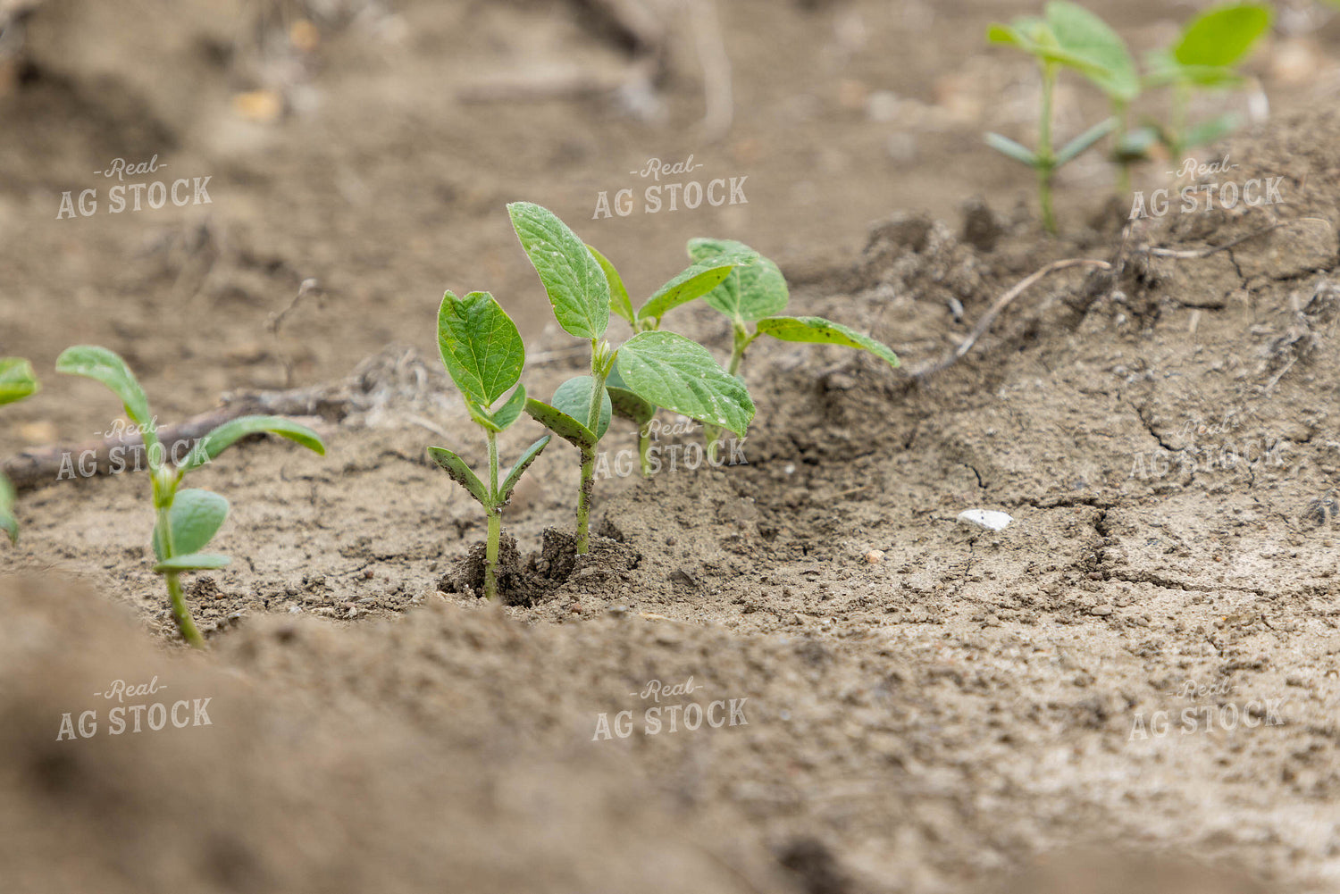 Early Growth Soybeans 79625