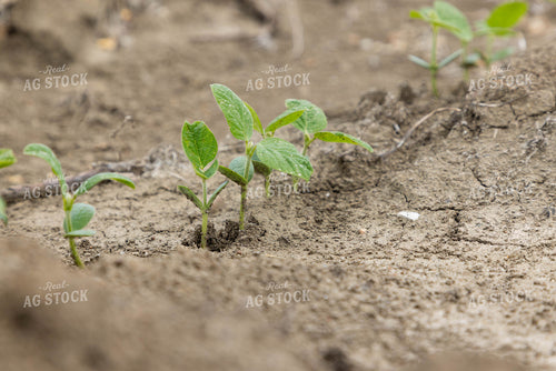 Early Growth Soybeans 79625