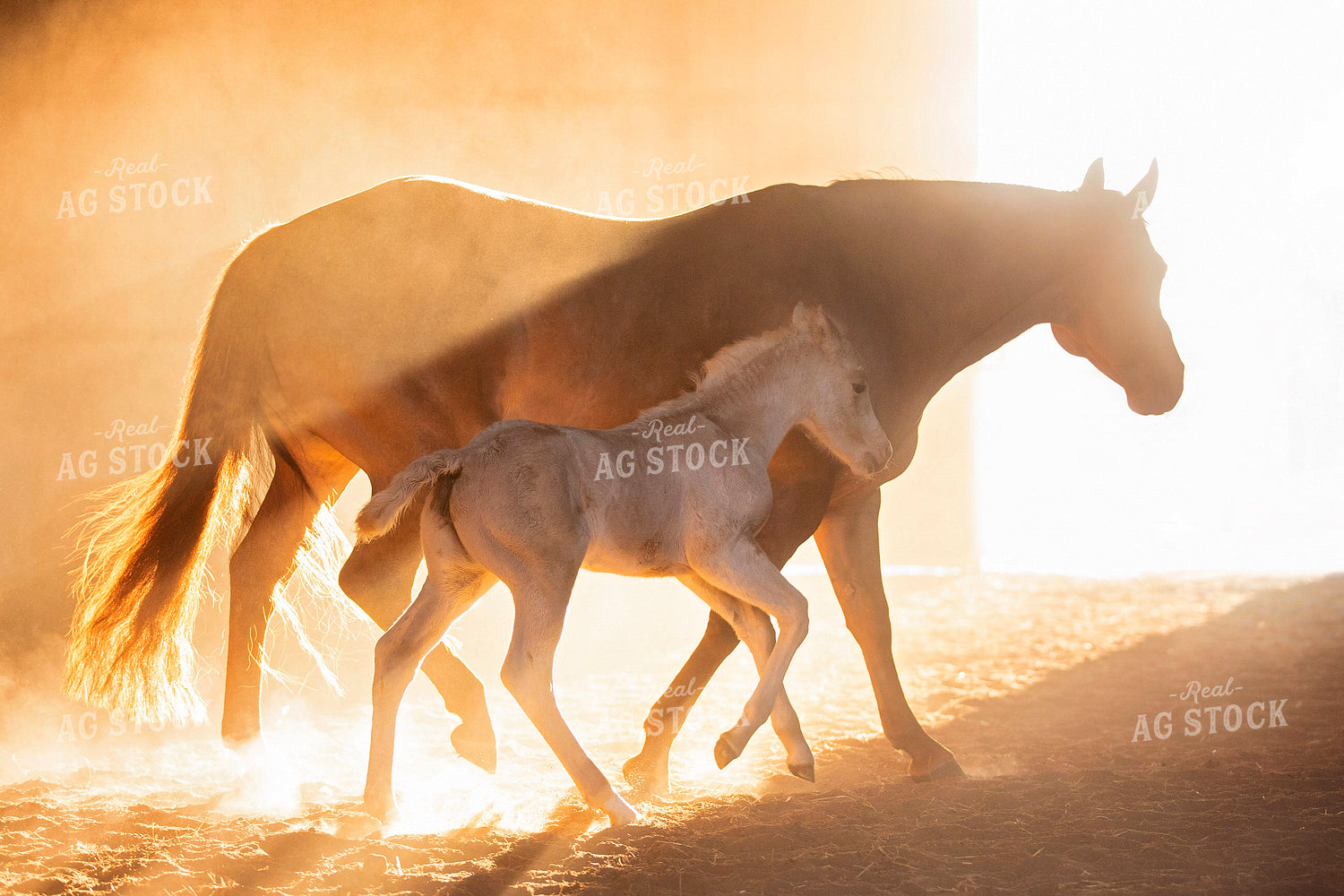 Mare and Foal 55400