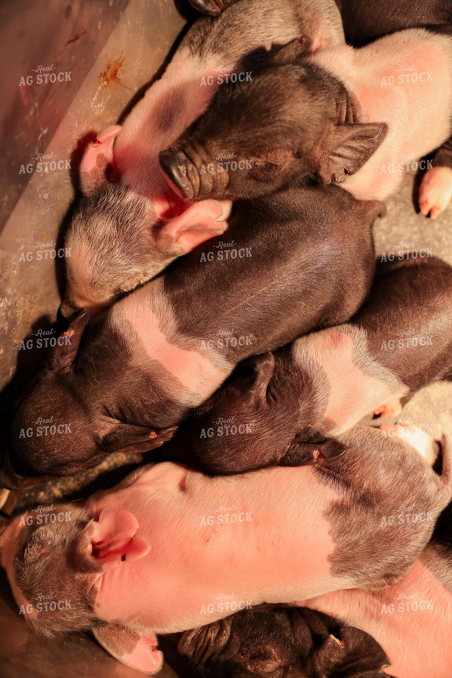 Piglets 233045