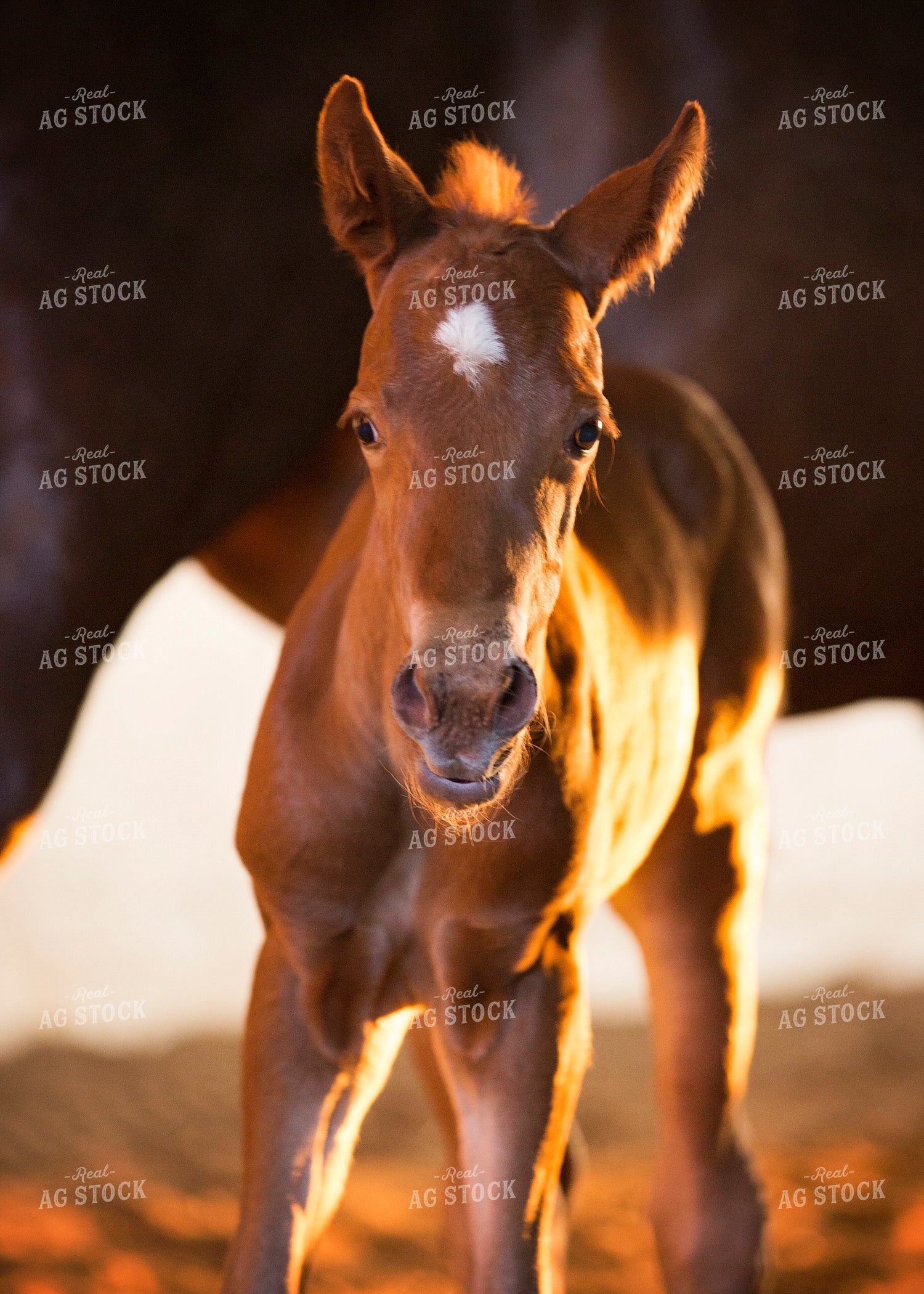Foal 55379