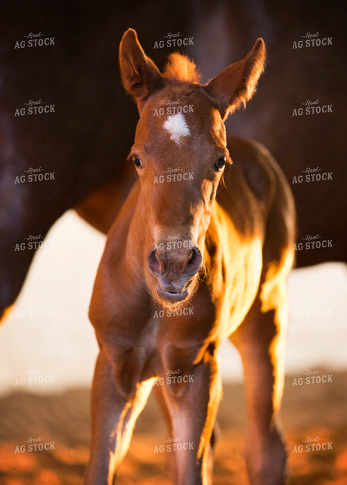 Foal 55379