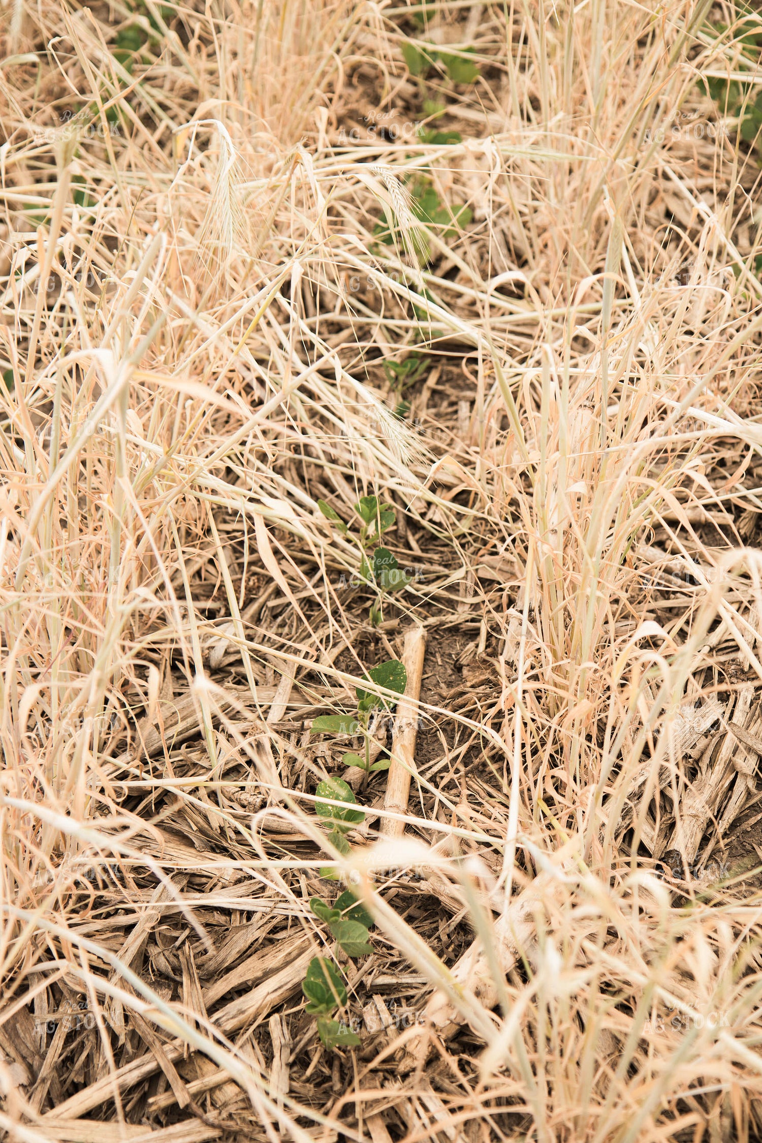 Soybeans Growing in Cover Crop 67359