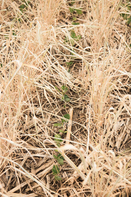 Soybeans Growing in Cover Crop 67359
