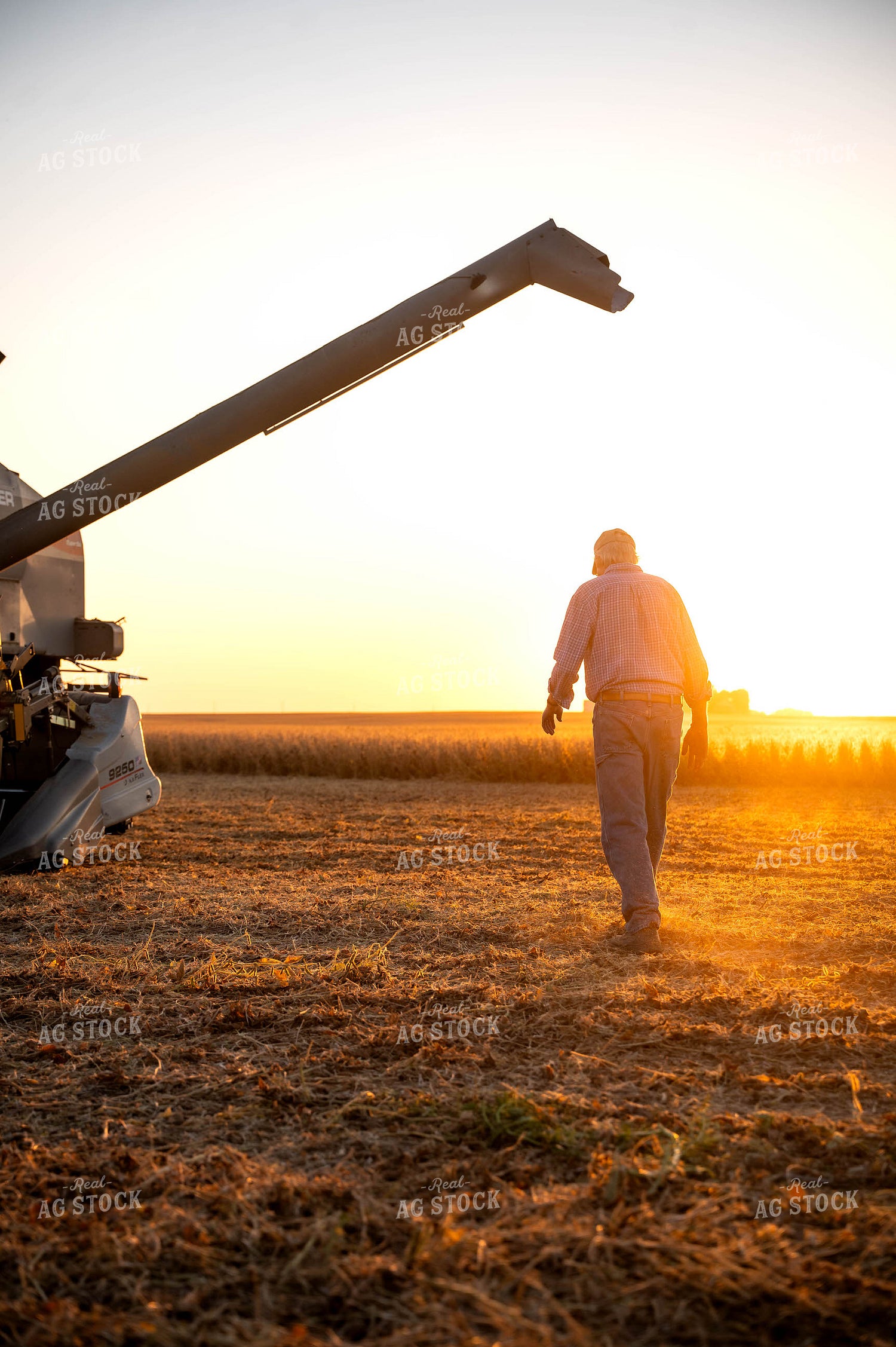 Soybean Harvest 115883
