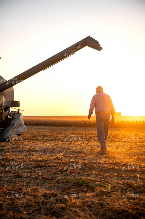 Soybean Harvest 115883