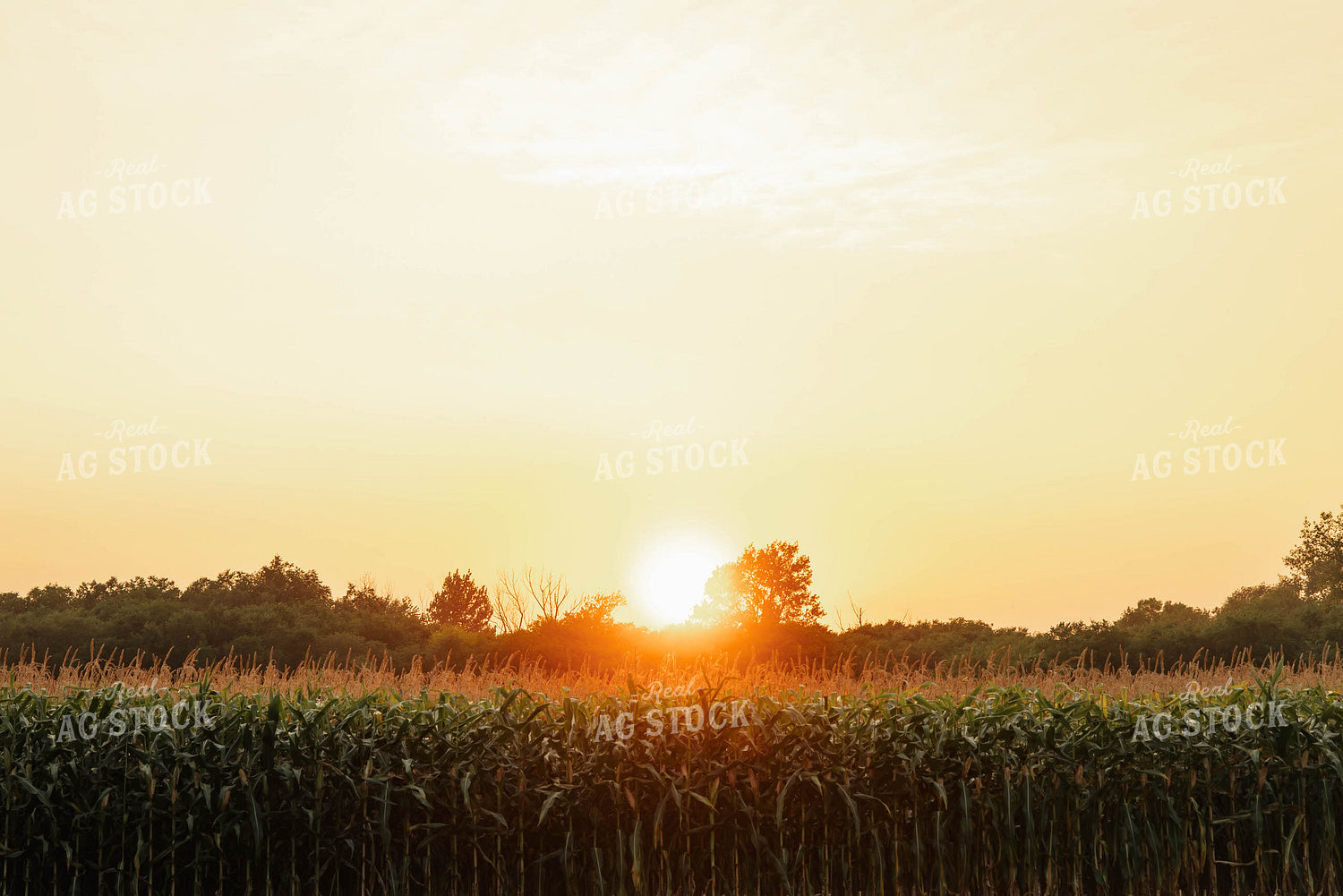 Corn Field at Sunset 152542