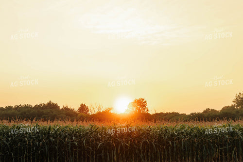 Corn Field at Sunset 152542