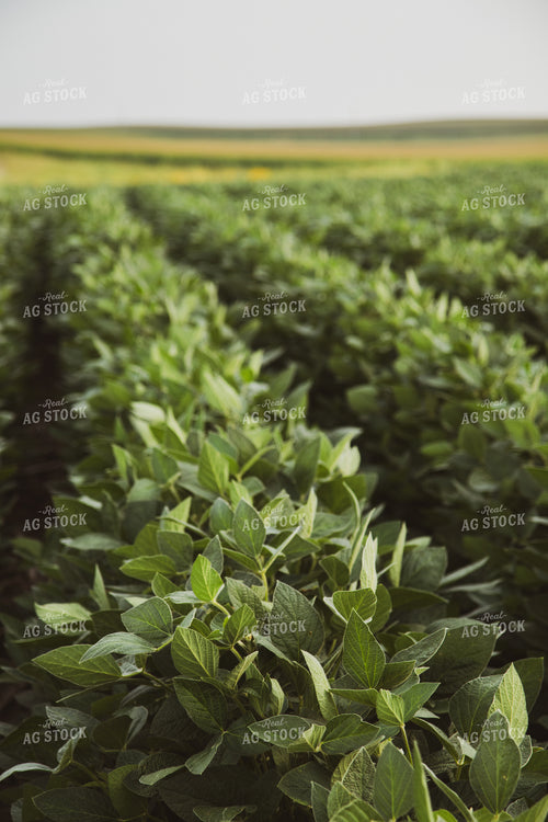 Midseason Soybeans 67813