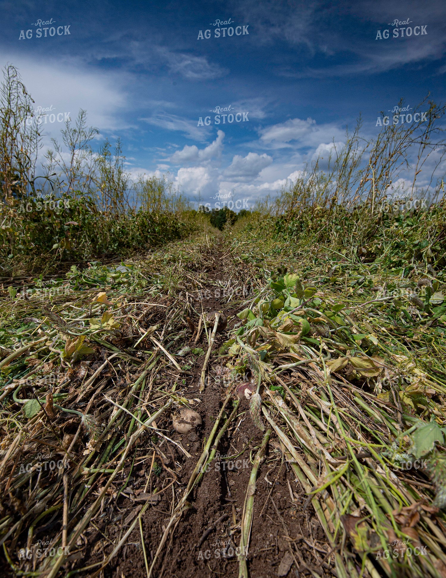 Cover Crops with Planted Row 168059