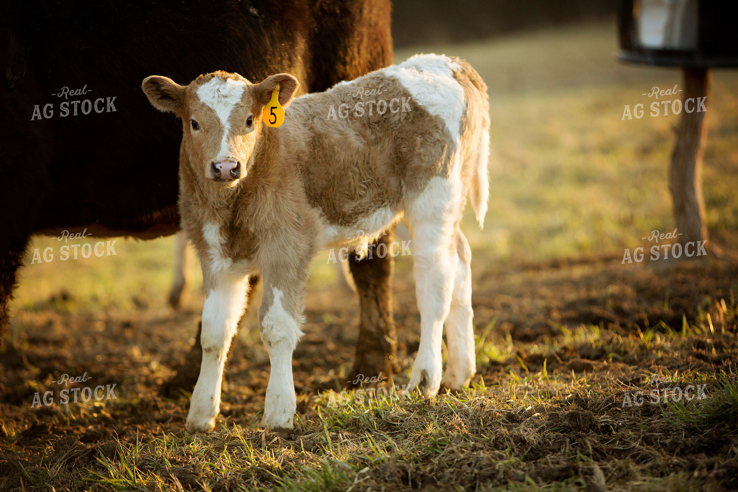 Calf - Charolais and Angus Cross 2275