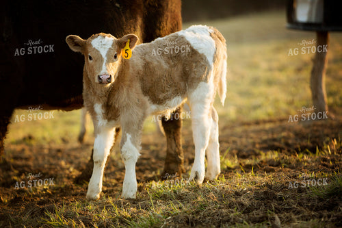 Calf - Charolais and Angus Cross 2275