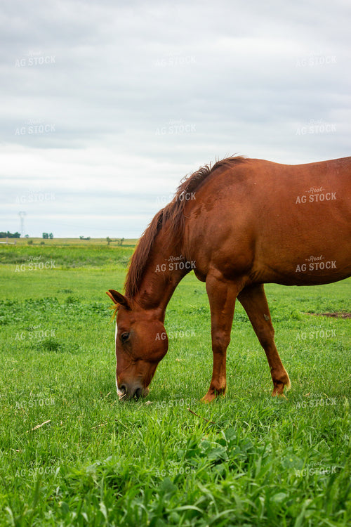 Horse 155233