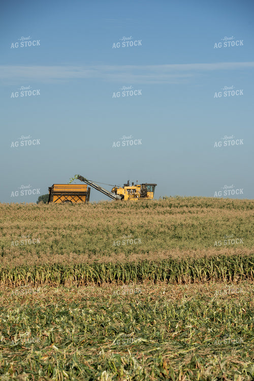 Sweet Corn Harvest 76647