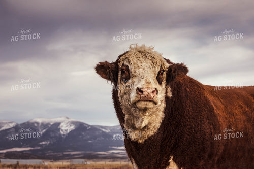 Hereford Cow 81091