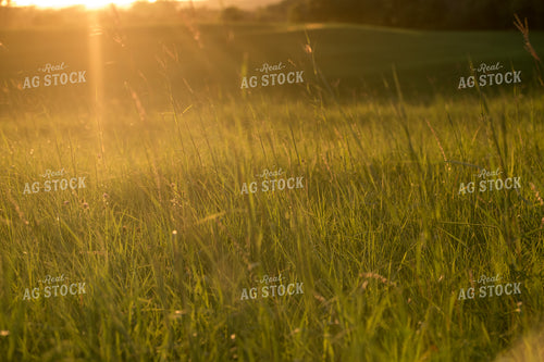 Pasture 76481