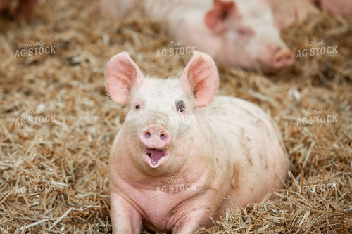 Indoor Pigs 270539