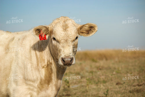 Charolais Cattle 155002